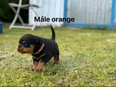 Mâle orange 