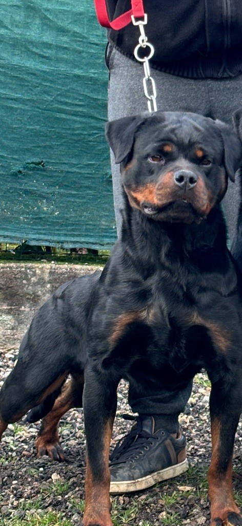 Tess hirten von rottweil (Sans Affixe)