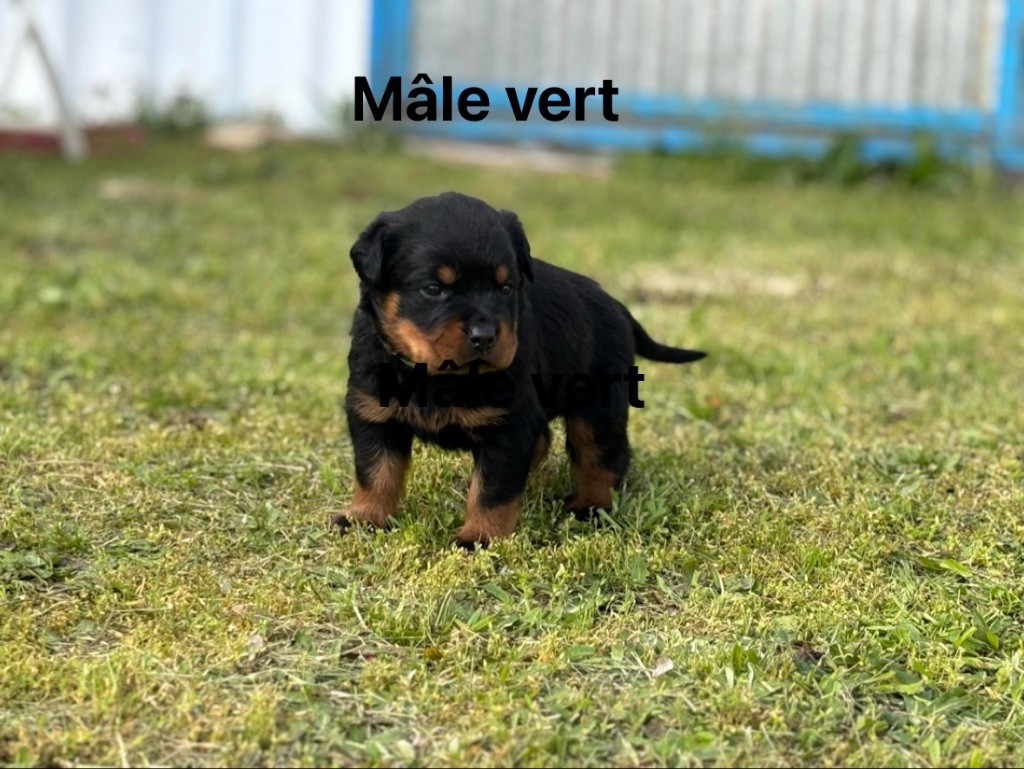 Vom Kleinen Gasthof - Chiots disponibles - Rottweiler