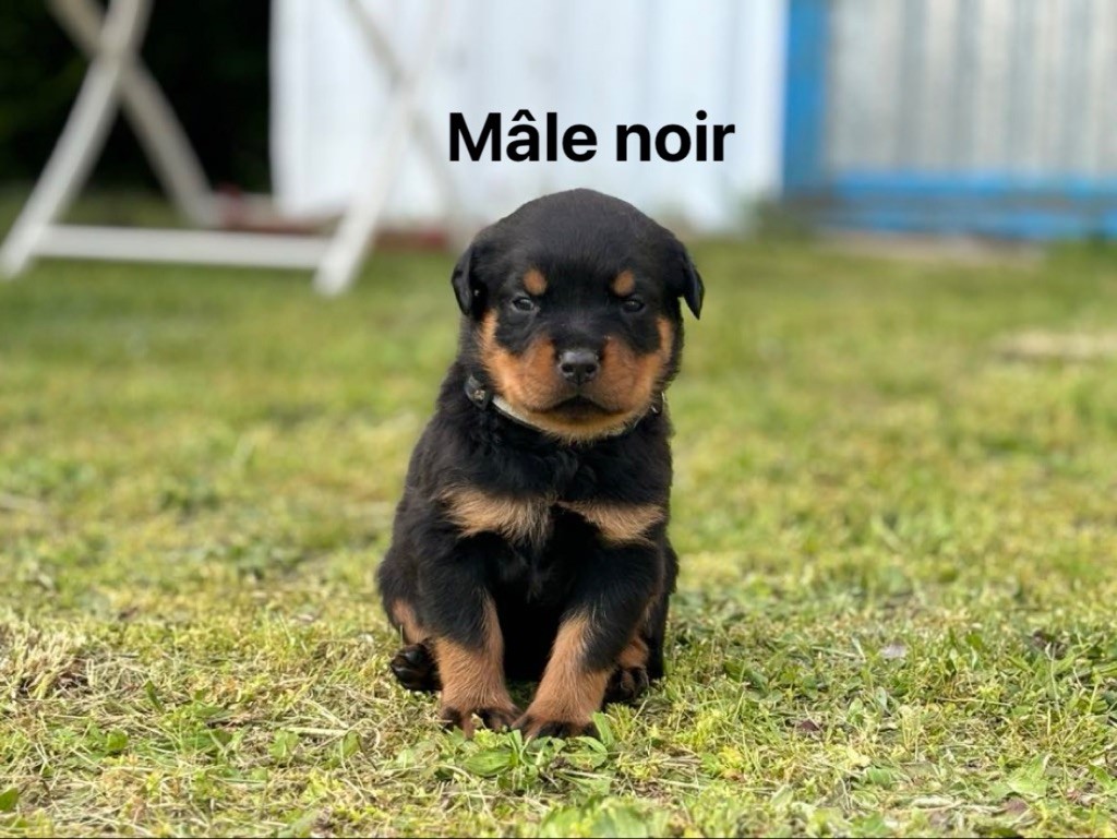 Vom Kleinen Gasthof - Chiots disponibles - Rottweiler