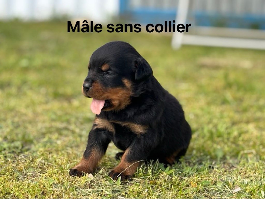 Vom Kleinen Gasthof - Chiots disponibles - Rottweiler