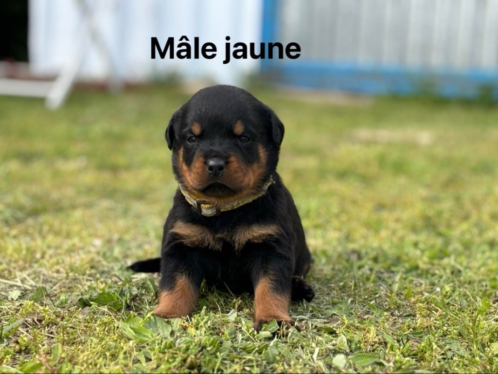 Vom Kleinen Gasthof - Chiots disponibles - Rottweiler