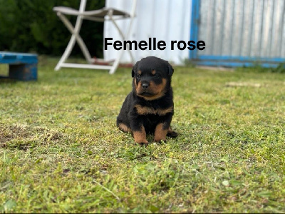 Femelle rose 