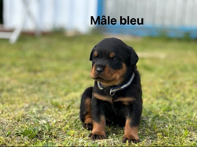 Mâle bleu 