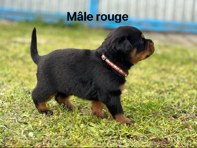 Mâle rouge