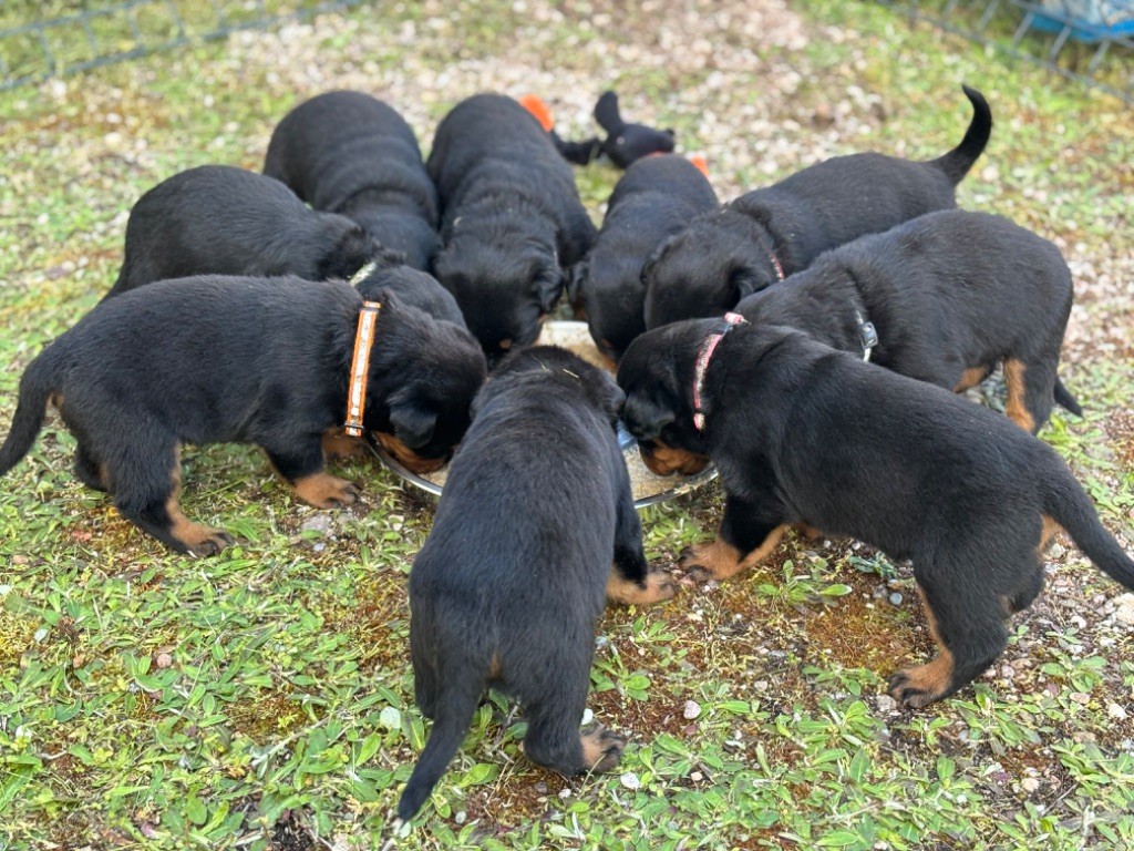 Chiot Rottweiler Vom Kleinen Gasthof